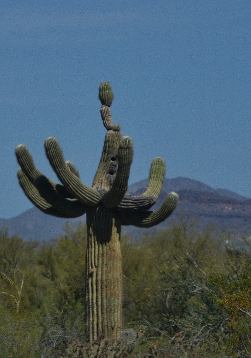 saguaro cactus
